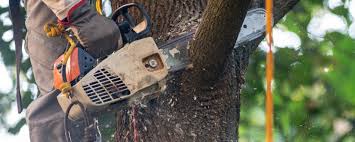 Reliable South River, NM Tree Removal Solutions