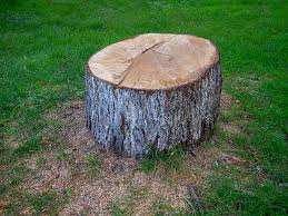 Best Commercial Tree Services  in South River, NM