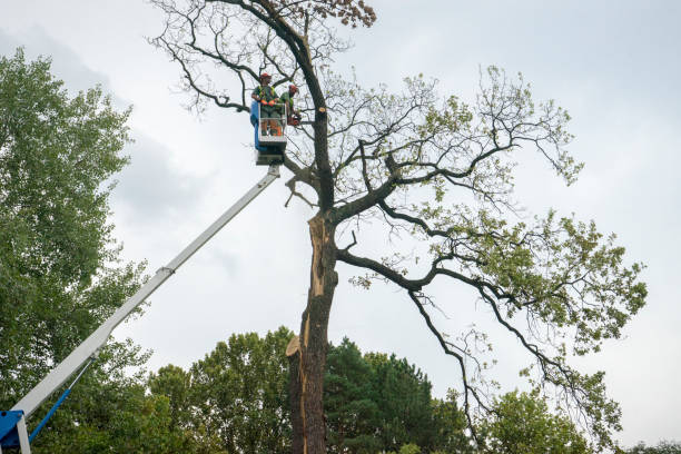Best Root Management and Removal  in South River, NM