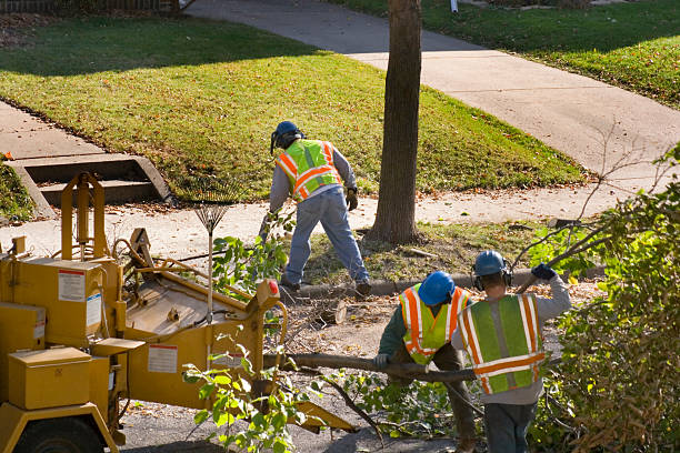 Best Lawn Maintenance Plans  in South River, NM