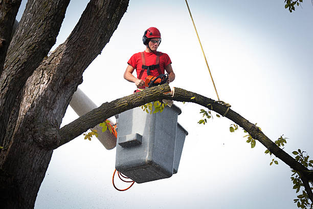How Our Tree Care Process Works  in  South River, NM