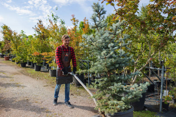 Best Tree Disease Treatment  in South River, NM