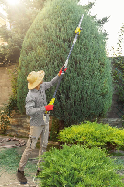 Best Emergency Tree Removal  in South River, NM