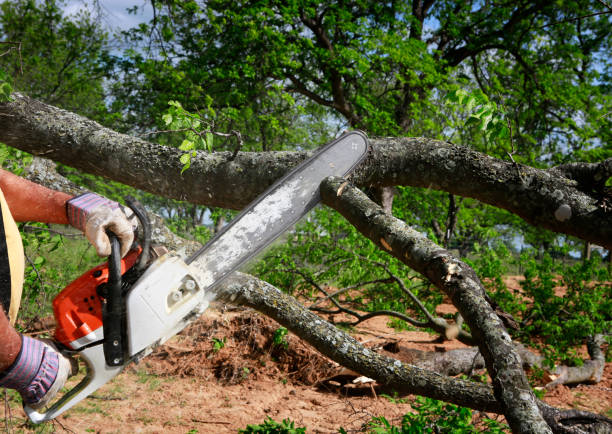 Best Stump Grinding and Removal  in South River, NM